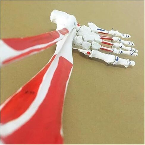 Human Leg Skeleton Model, Simulated Human Foot Model Lower Limbs, PVC Material in Kuwait