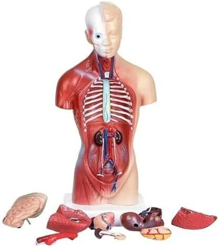 Human Anatomy Torso 15 Piece Skeleton 4D Anatomical Assembly Model in Kuwait