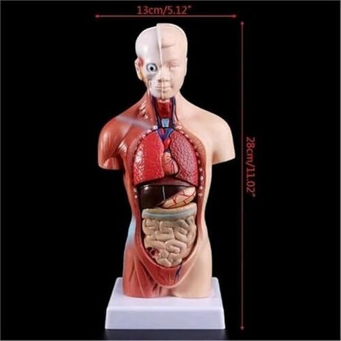 Human Anatomy Torso 15 Piece Skeleton 4D Anatomical Assembly Model in Kuwait