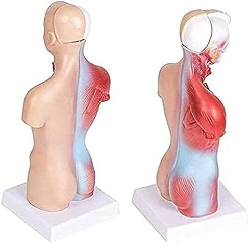 Human Anatomy Torso 15 Piece Skeleton 4D Anatomical Assembly Model in Kuwait