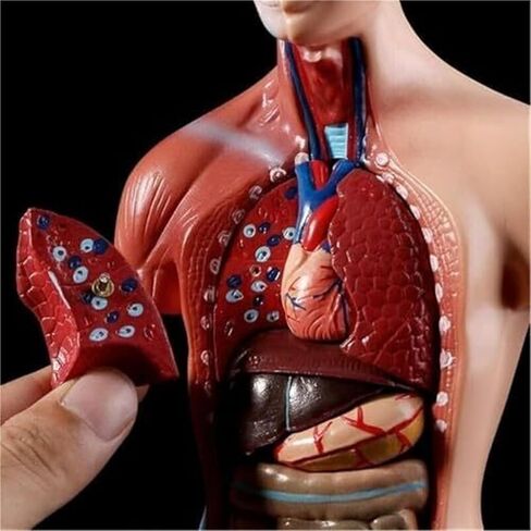 Human Anatomy Torso 15 Piece Skeleton 4D Anatomical Assembly Model in Kuwait