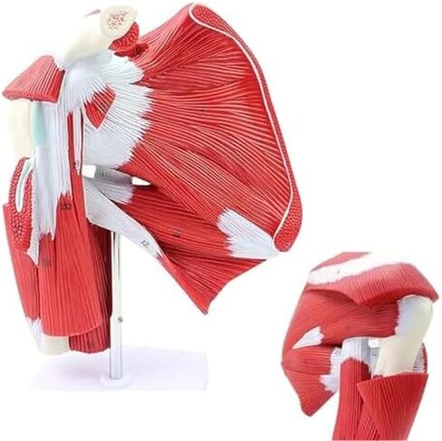 Anatomical Model of Human Shoulder Joint Muscles in Kuwait