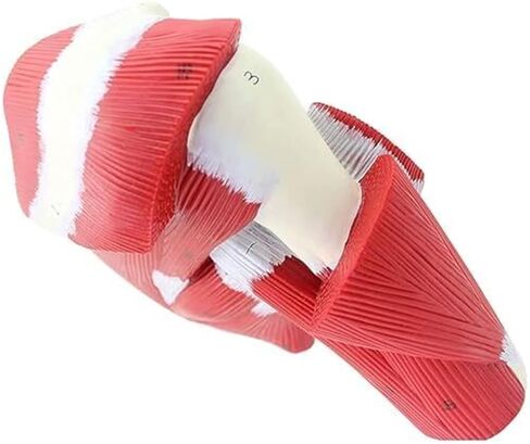 Anatomical Model of Human Shoulder Joint Muscles in Kuwait