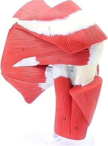 Anatomical Model of Human Shoulder Joint Muscles in Kuwait