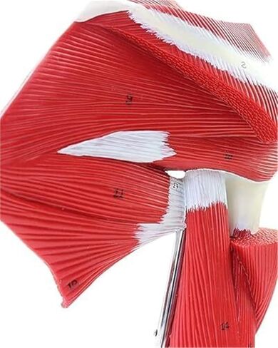 Anatomical Model of Human Shoulder Joint Muscles in Kuwait