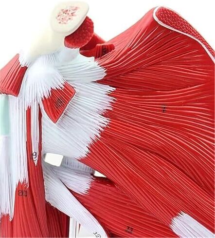 Anatomical Model of Human Shoulder Joint Muscles in Kuwait