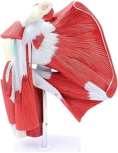 Anatomical Model of Human Shoulder Joint Muscles in Kuwait