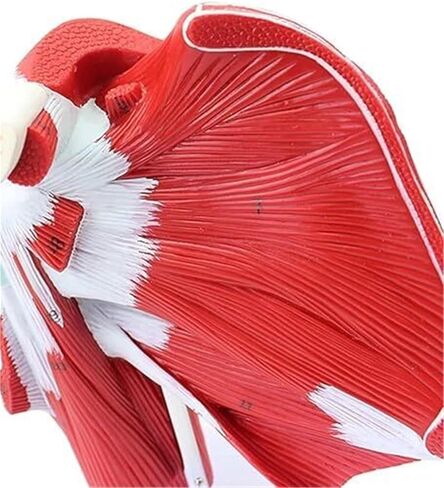 Anatomical Model of Human Shoulder Joint Muscles in Kuwait