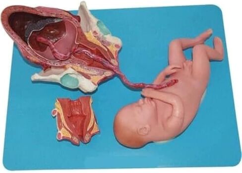 Full Semester Delivery of Models for Human Anatomy Learning, Presentation, and Teaching in Medicine in Kuwait