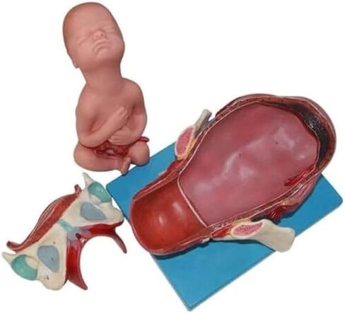 Full Semester Delivery of Models for Human Anatomy Learning, Presentation, and Teaching in Medicine in Kuwait