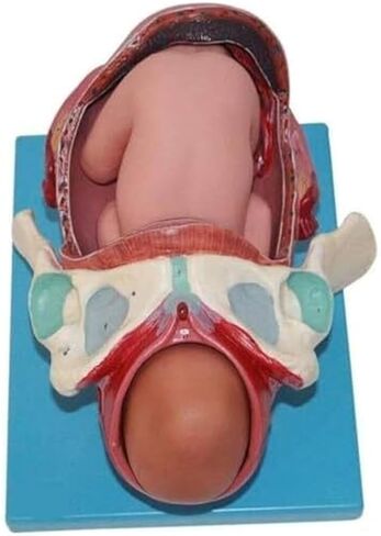 Full Semester Delivery of Models for Human Anatomy Learning, Presentation, and Teaching in Medicine in Kuwait