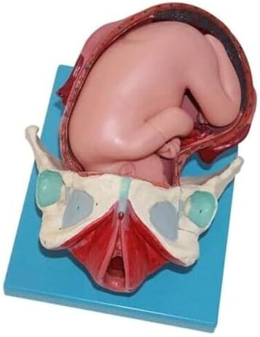 Full Semester Delivery of Models for Human Anatomy Learning, Presentation, and Teaching in Medicine in Kuwait