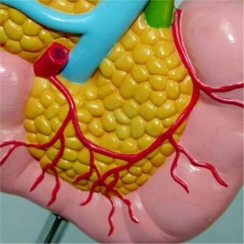 1:1 البنكرياس البشري الطحال الاثني عشر المرارة نموذج تشريحي مرضي للتدريب الطبي والعلاج الطبي المساعد in Kuwait