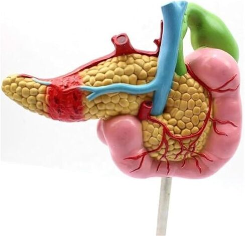 1:1 البنكرياس البشري الطحال الاثني عشر المرارة نموذج تشريحي مرضي للتدريب الطبي والعلاج الطبي المساعد in Kuwait