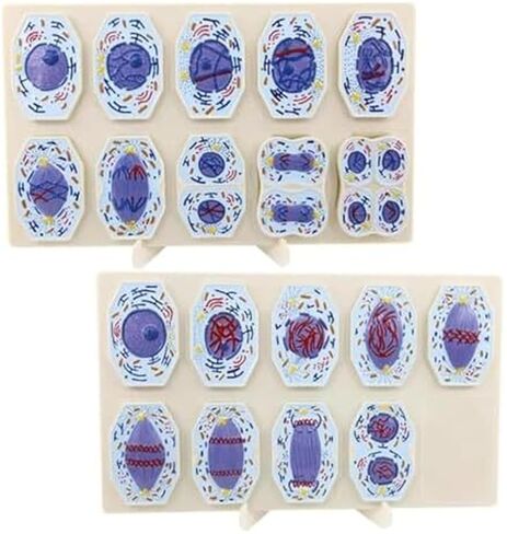 نماذج الانقسام والانقسام الاختزالي في الخلايا الحيوانية والنباتية، تصنيف هياكل الخلايا، البحوث البيولوجية، لوازم المختبرات in Kuwait