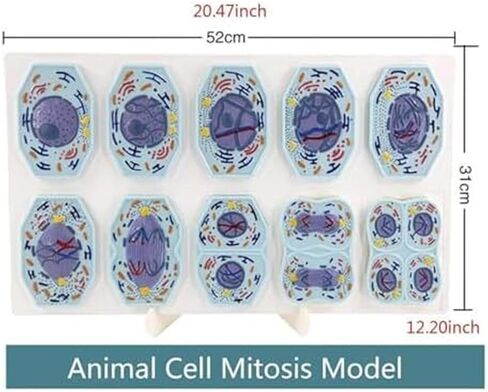 نماذج الانقسام والانقسام الاختزالي في الخلايا الحيوانية والنباتية، تصنيف هياكل الخلايا، البحوث البيولوجية، لوازم المختبرات in Kuwait