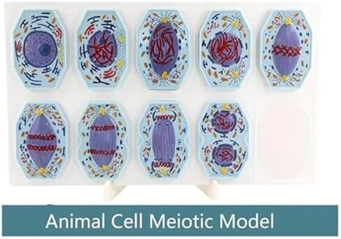 نماذج الانقسام والانقسام الاختزالي في الخلايا الحيوانية والنباتية، تصنيف هياكل الخلايا، البحوث البيولوجية، لوازم المختبرات in Kuwait