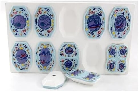 نماذج الانقسام والانقسام الاختزالي في الخلايا الحيوانية والنباتية، تصنيف هياكل الخلايا، البحوث البيولوجية، لوازم المختبرات in Kuwait