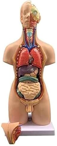 نموذج تشريح جسم الإنسان 19 قطعة 55 سم الأعضاء الداخلية الطبية للجنسين للتعليم قابلة للإزالة in Kuwait