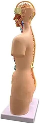 نموذج تشريح جسم الإنسان 19 قطعة 55 سم الأعضاء الداخلية الطبية للجنسين للتعليم قابلة للإزالة in Kuwait
