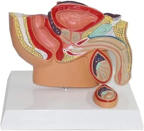 ذكر البروستاتا الجهاز التناسلي تشريح العلوم الشعبية نموذج للتدريس نموذج طبي مواد تعليمية in Kuwait