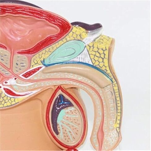 ذكر البروستاتا الجهاز التناسلي تشريح العلوم الشعبية نموذج للتدريس نموذج طبي مواد تعليمية in Kuwait