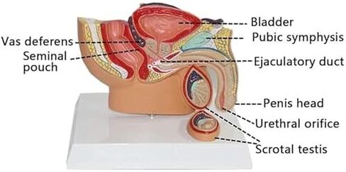 ذكر البروستاتا الجهاز التناسلي تشريح العلوم الشعبية نموذج للتدريس نموذج طبي مواد تعليمية in Kuwait