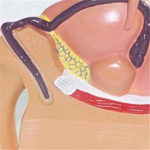 ذكر البروستاتا الجهاز التناسلي تشريح العلوم الشعبية نموذج للتدريس نموذج طبي مواد تعليمية in Kuwait