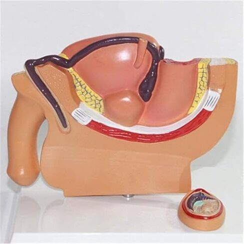 ذكر البروستاتا الجهاز التناسلي تشريح العلوم الشعبية نموذج للتدريس نموذج طبي مواد تعليمية in Kuwait