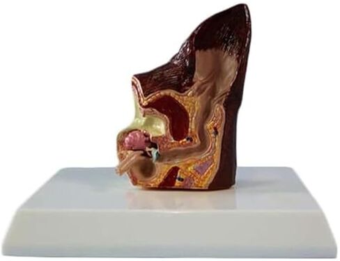 Canine Ear Model Pathology Animal Organ Biological Anatomy Specimen Medical Education and Training Auxiliary Tool in Kuwait