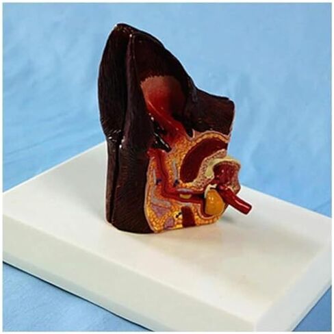 Canine Ear Model Pathology Animal Organ Biological Anatomy Specimen Medical Education and Training Auxiliary Tool in Kuwait
