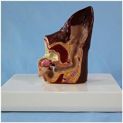 Canine Ear Model Pathology Animal Organ Biological Anatomy Specimen Medical Education and Training Auxiliary Tool in Kuwait