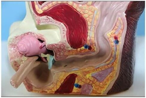 Canine Ear Model Pathology Animal Organ Biological Anatomy Specimen Medical Education and Training Auxiliary Tool in Kuwait