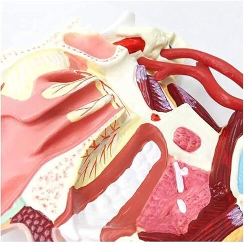 نماذج تشريحية للأوعية الدموية والعصبية للفم والأنف والبلعوم للأعضاء البشرية، مناسبة للتعلم العلمي في الفصول الدراسية in Kuwait