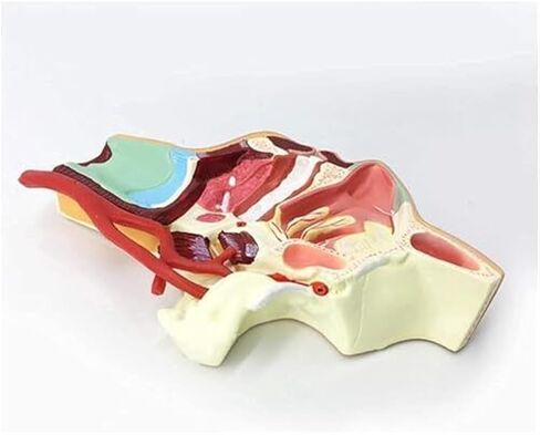 نماذج تشريحية للأوعية الدموية والعصبية للفم والأنف والبلعوم للأعضاء البشرية، مناسبة للتعلم العلمي في الفصول الدراسية in Kuwait