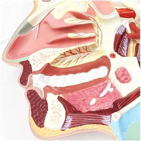 نماذج تشريحية للأوعية الدموية والعصبية للفم والأنف والبلعوم للأعضاء البشرية، مناسبة للتعلم العلمي في الفصول الدراسية in Kuwait