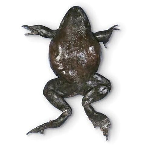 Carolina's Perfect Solution® Bullfrog, 6"+, Double Injection, Pail in Kuwait