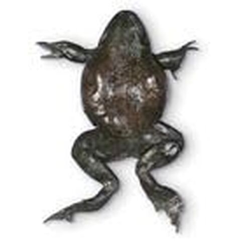 Carolina's Perfect Solution® Bullfrog, 6"+, Double Injection, Pail in Kuwait