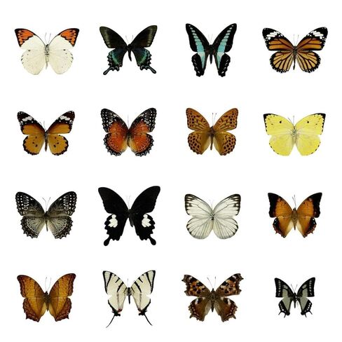 15 pcs of Real Dried Dead Butterflies with Spread Wings Shaped, Natural unmounted Butterfly specimens for Art, Decorations, Taxidermy and Gifts for Kids and Family in Kuwait