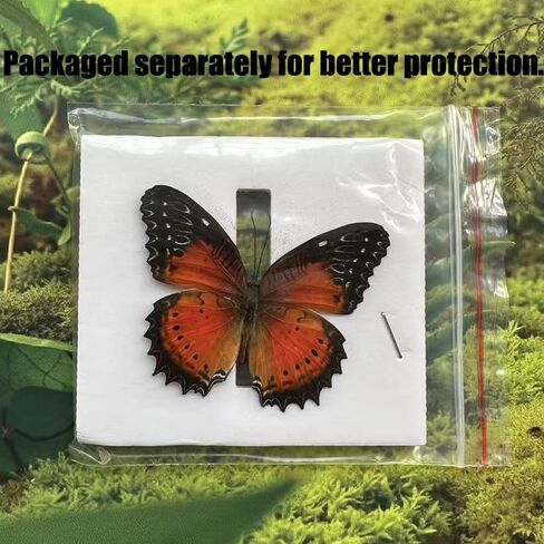 15 pcs of Real Dried Dead Butterflies with Spread Wings Shaped, Natural unmounted Butterfly specimens for Art, Decorations, Taxidermy and Gifts for Kids and Family in Kuwait