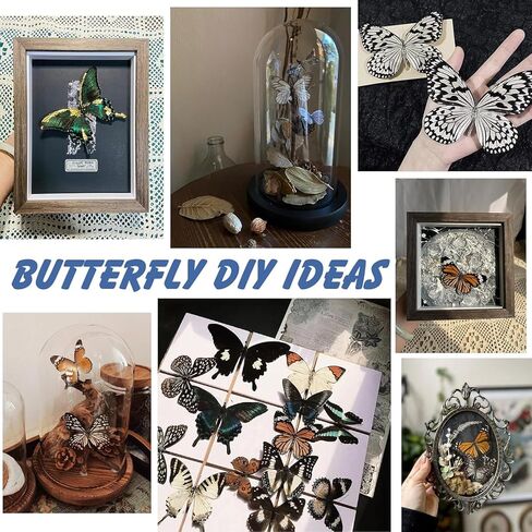 15 pcs of Real Dried Dead Butterflies with Spread Wings Shaped, Natural unmounted Butterfly specimens for Art, Decorations, Taxidermy and Gifts for Kids and Family in Kuwait