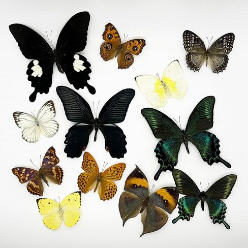 15 pcs of Real Dried Dead Butterflies with Spread Wings Shaped, Natural unmounted Butterfly specimens for Art, Decorations, Taxidermy and Gifts for Kids and Family in Kuwait