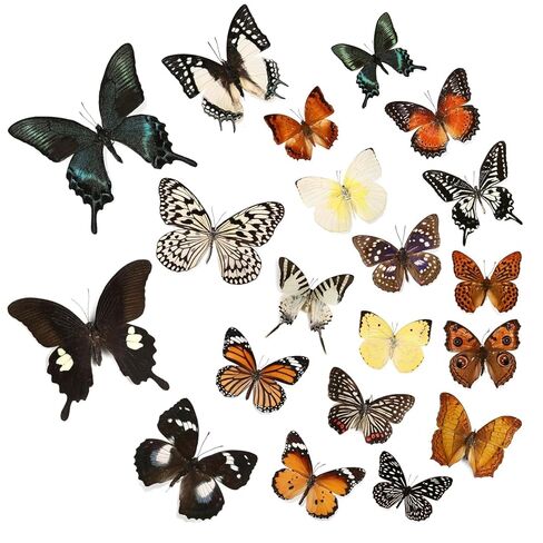 15 pcs of Real Dried Dead Butterflies with Spread Wings Shaped, Natural unmounted Butterfly specimens for Art, Decorations, Taxidermy and Gifts for Kids and Family in Kuwait