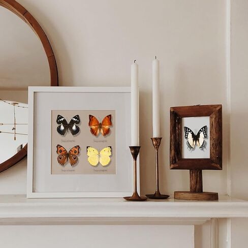 15 pcs of Real Dried Dead Butterflies with Spread Wings Shaped, Natural unmounted Butterfly specimens for Art, Decorations, Taxidermy and Gifts for Kids and Family in Kuwait