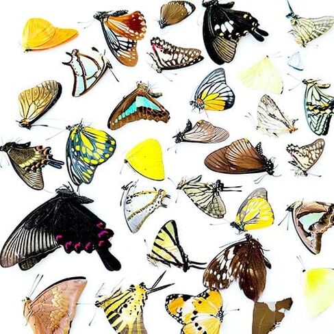 10 Pcs Real Butterfly Specimen - Taxidermy Butterfly DIY Creative Production, Taxidermy Animals for Framed Butterfly Shadow Box (10Pcs Butterfly specimens-Not Spreading Wings) in Kuwait