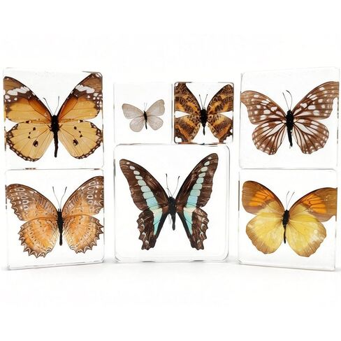9 Pcs Taxidermy Insects in Resin Blocks,Real Bug Specimens Set for Science Lab Kit, Unique Taxidermy Spider Bee Moth Beetle Display Supplies Paperweights Insect Collector Home Decor(1.5 X 1.5 X 0.6In) in Kuwait