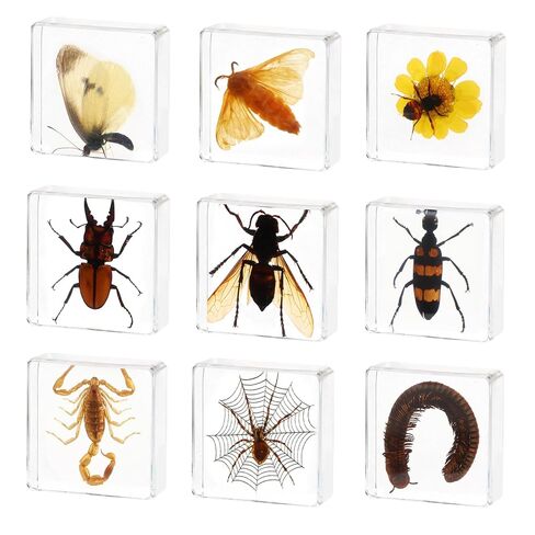 9 Pcs Taxidermy Insects in Resin Blocks,Real Bug Specimens Set for Science Lab Kit, Unique Taxidermy Spider Bee Moth Beetle Display Supplies Paperweights Insect Collector Home Decor(1.5 X 1.5 X 0.6In) in Saudi Arabia