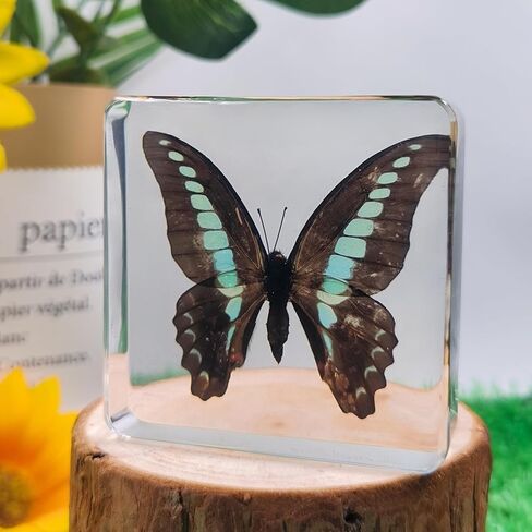 9 Pcs Taxidermy Insects in Resin Blocks,Real Bug Specimens Set for Science Lab Kit, Unique Taxidermy Spider Bee Moth Beetle Display Supplies Paperweights Insect Collector Home Decor(1.5 X 1.5 X 0.6In) in Saudi Arabia