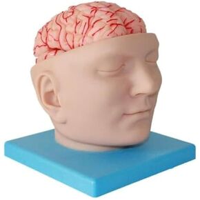 A Human Brain Anatomical Model with 9 Detachable Parts for Digital Recognition, Used for Science Classroom Learning in Kuwait