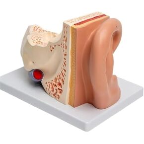 Simulation and Enlarged Outer, Middle and Inner Ear Model, Human Ear Anatomical Model in Kuwait